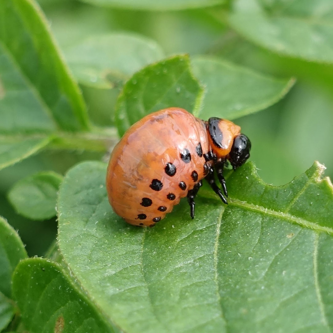 Colorado potato beetle
