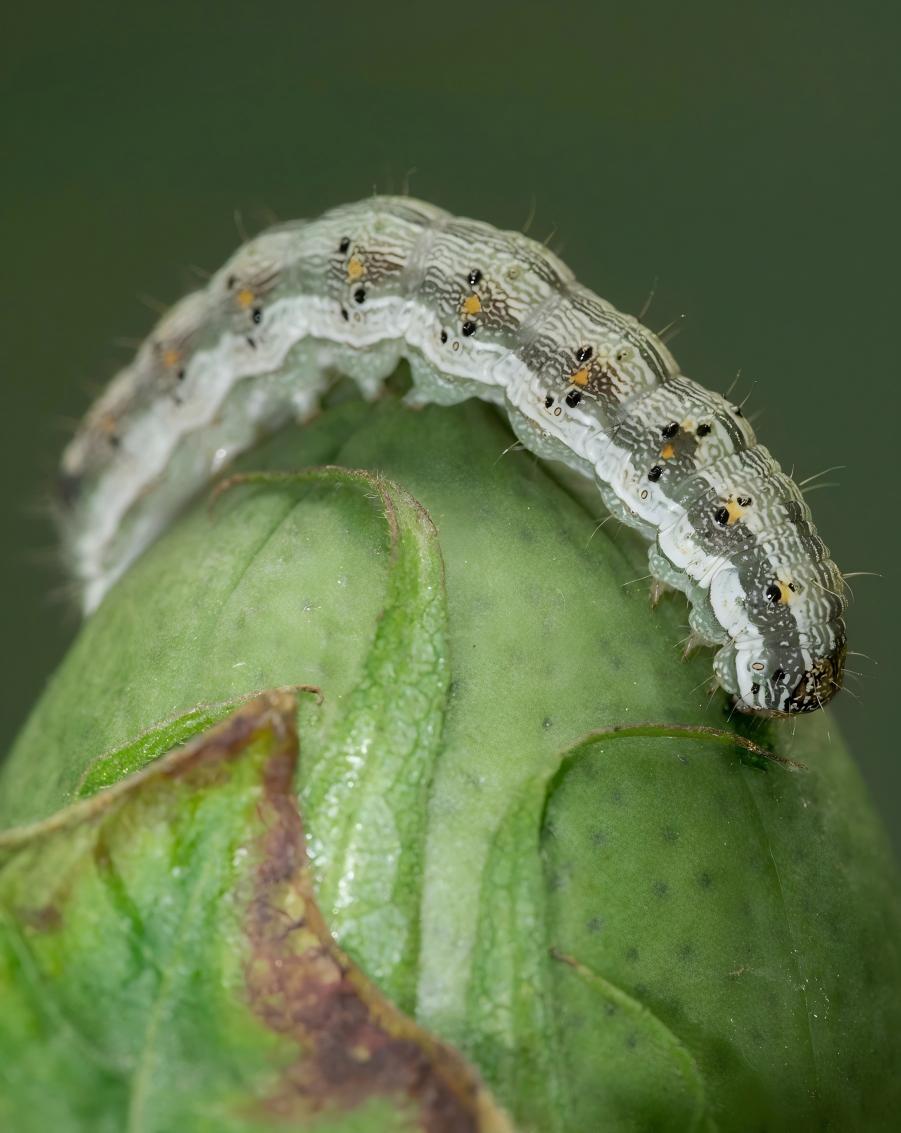 Cotton bollworm
