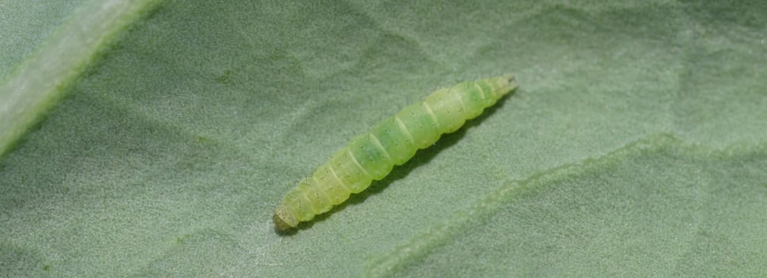 Diamond back moth