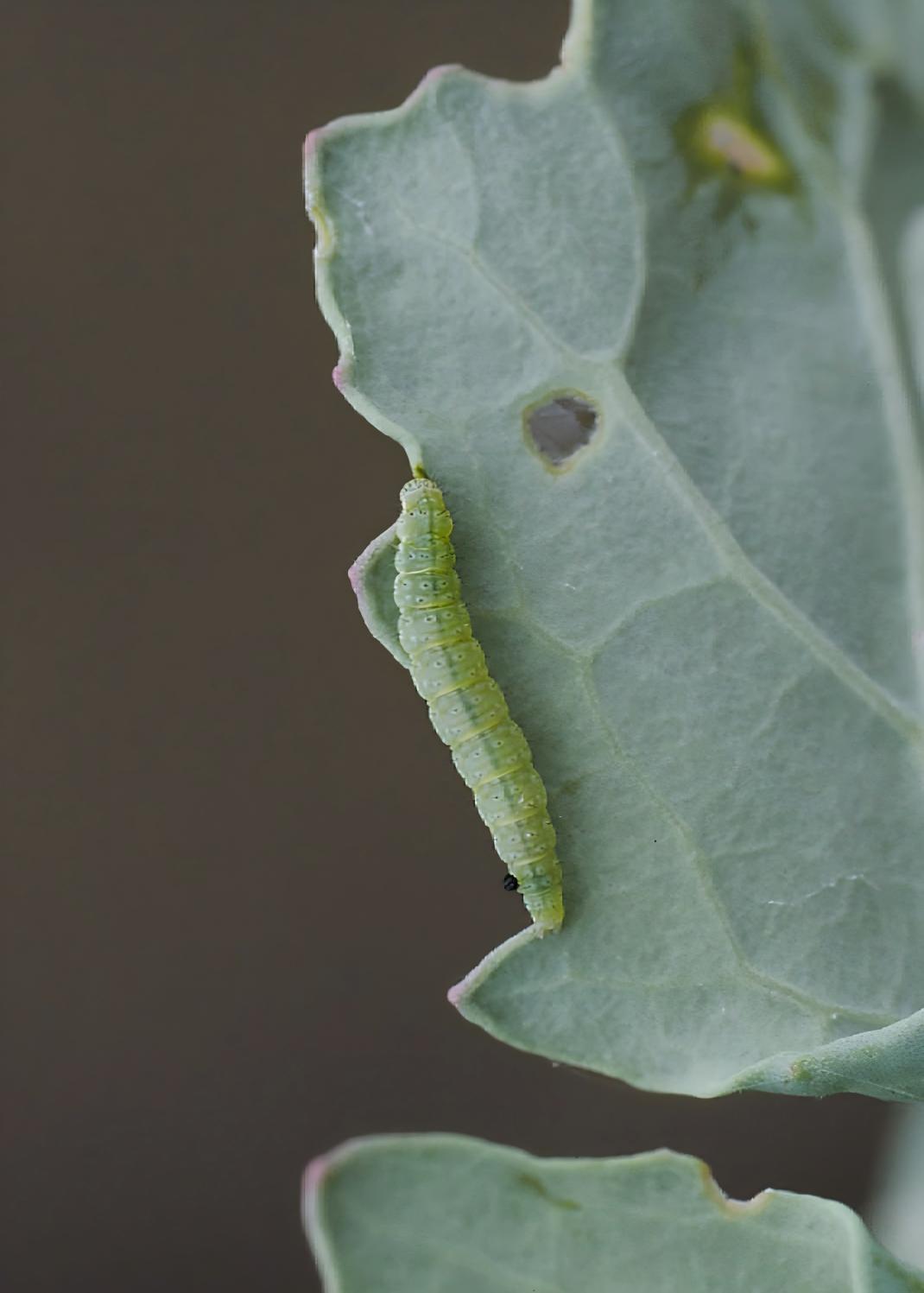 Diamond moth