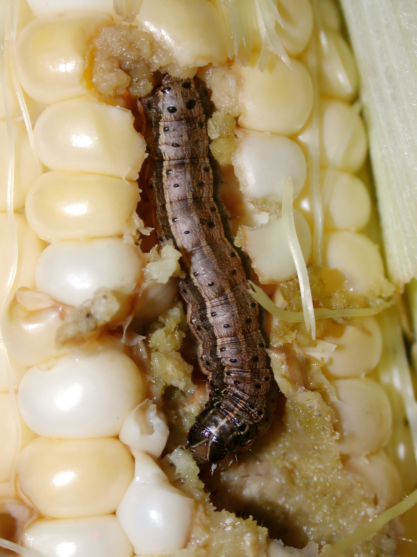 Fall armyworm