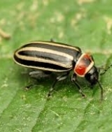 Flea beetle