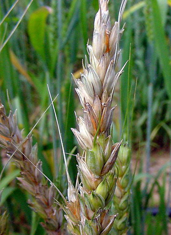 Fusarium head blight