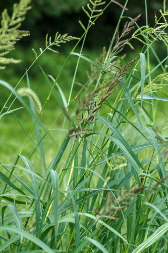 Jungle rice