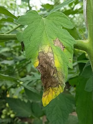 Late blight