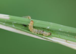 Leaf roller
