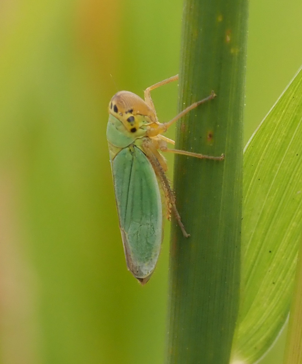 Leafhopper
