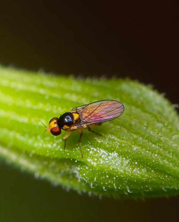 Leafminers