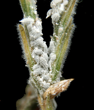 Mealybug