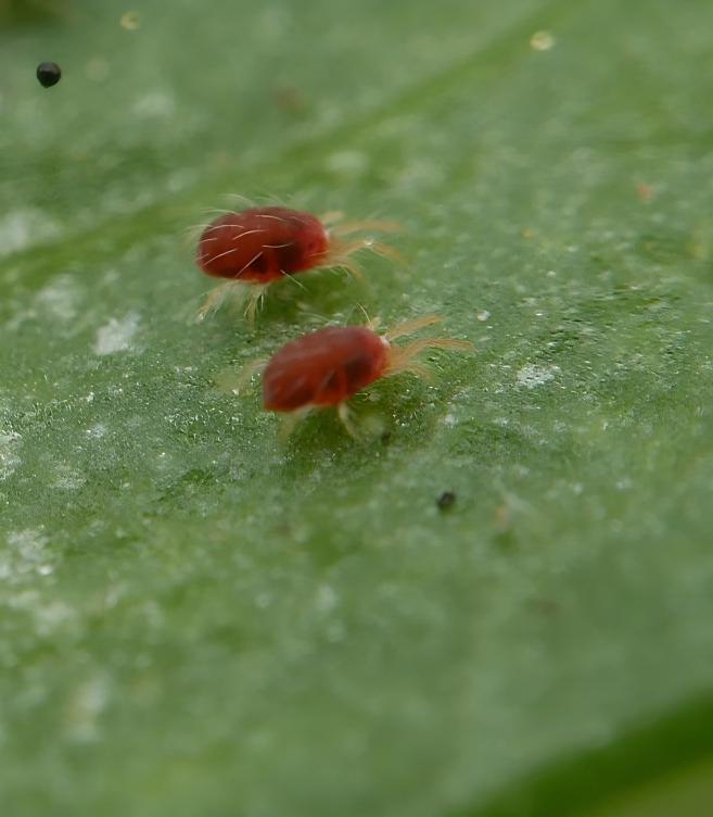 Red spider mite