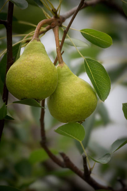 Pear