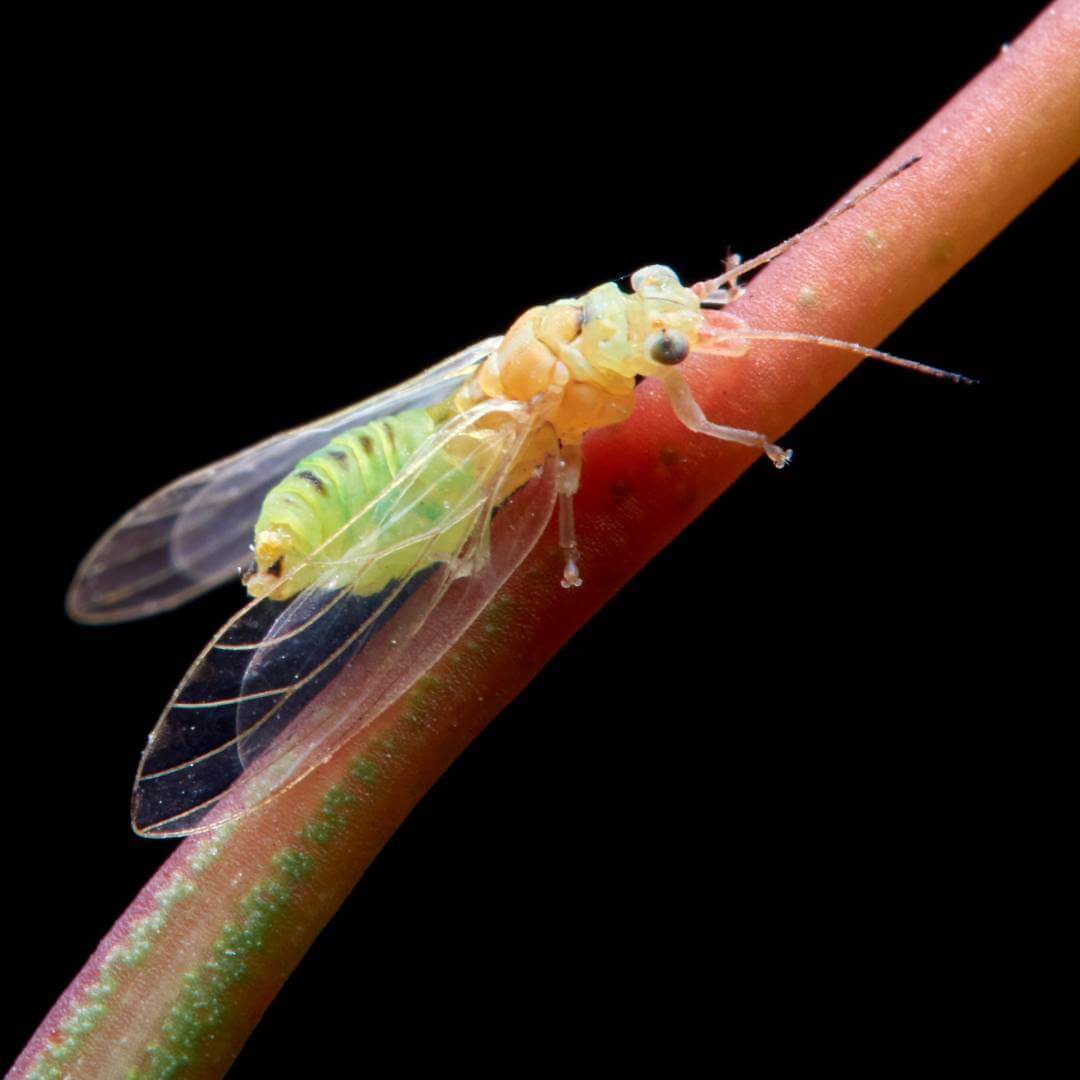 Psyllids