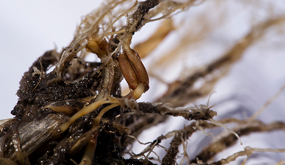 Root rot
