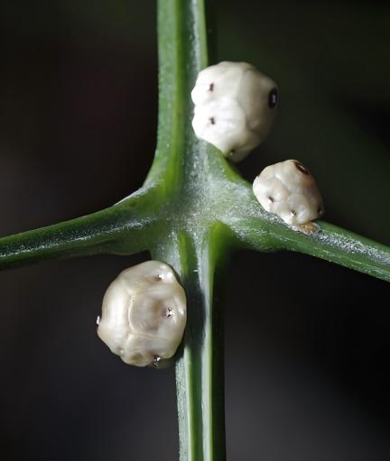 Scale insect