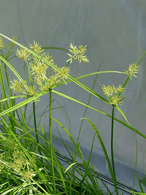 Sedges