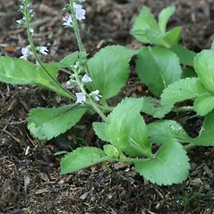 Speedwell