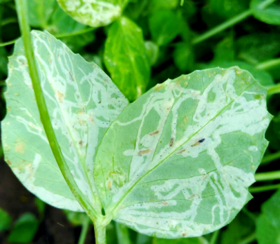 Tuta Absoluta
