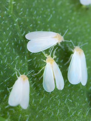 Whiteflies