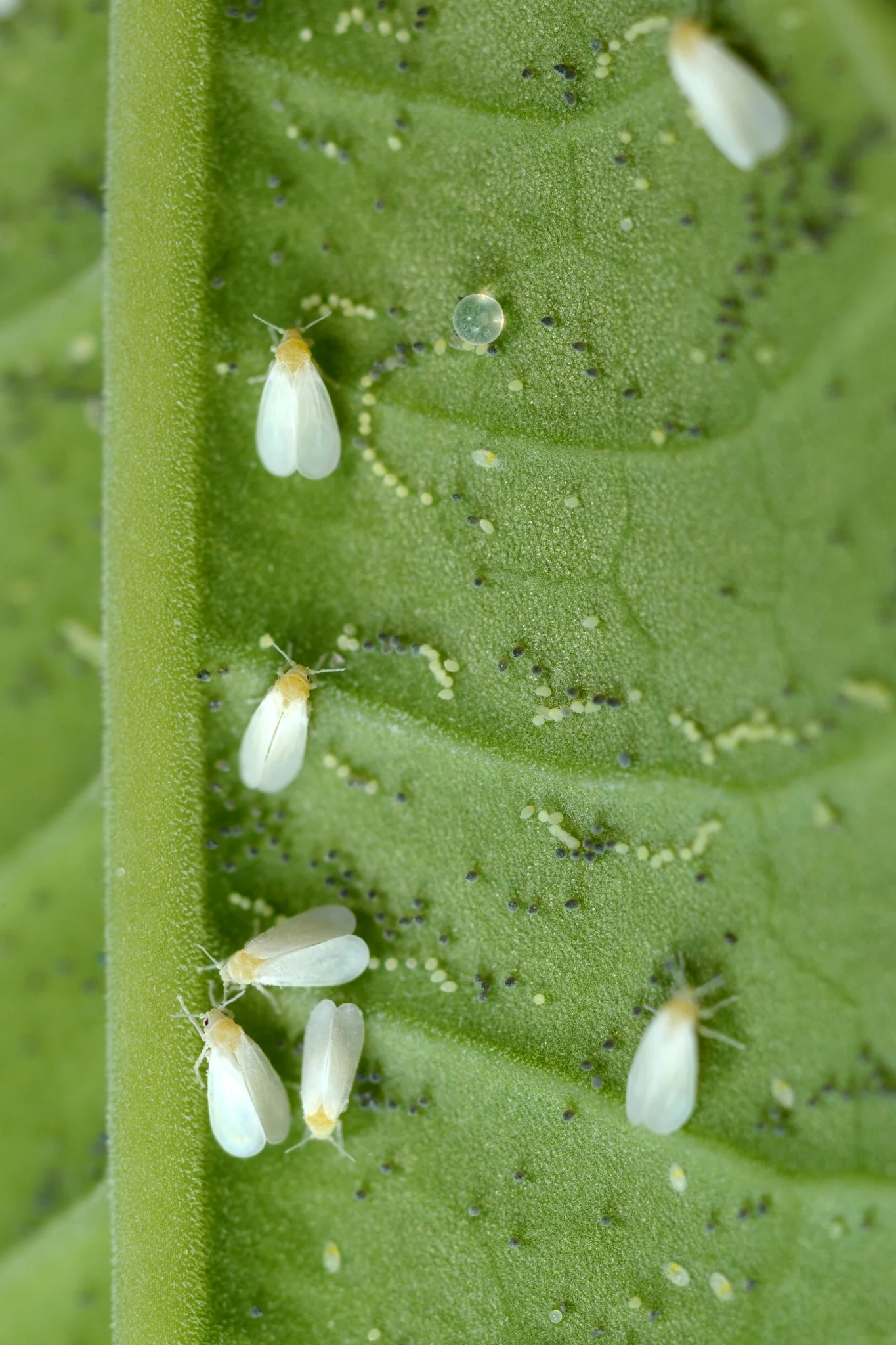 Whitefly