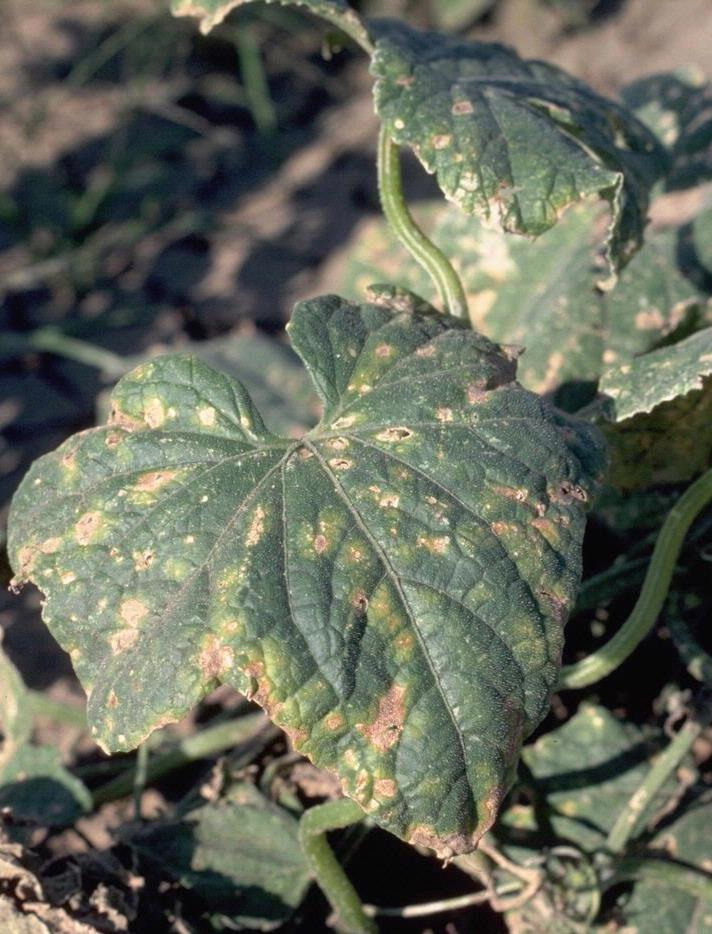 bacterial angular leaf spot