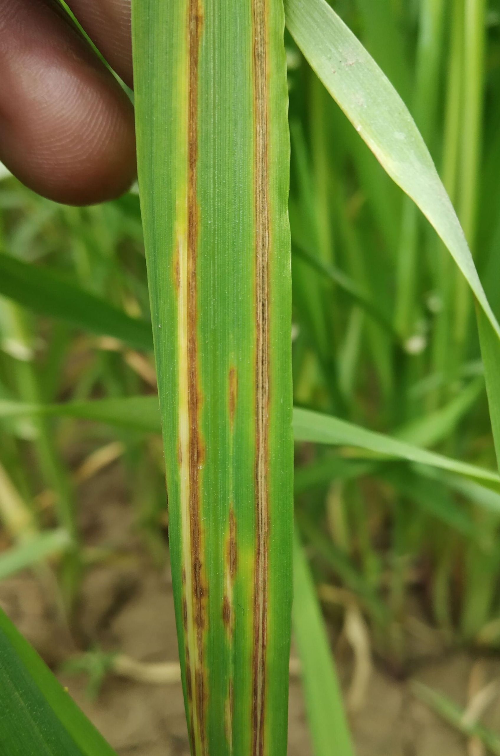 bacterial stripe