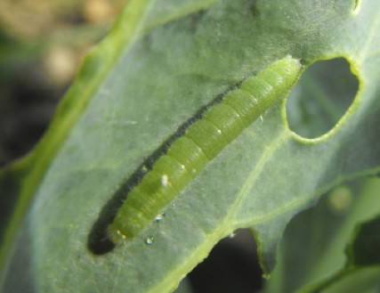 Cabbage worm