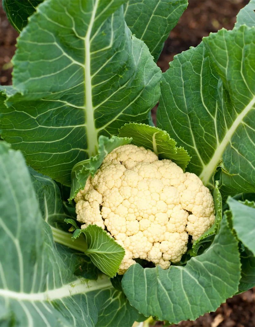 cauliflower