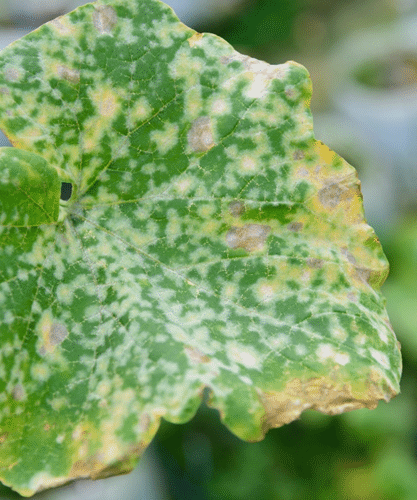 downy mildew