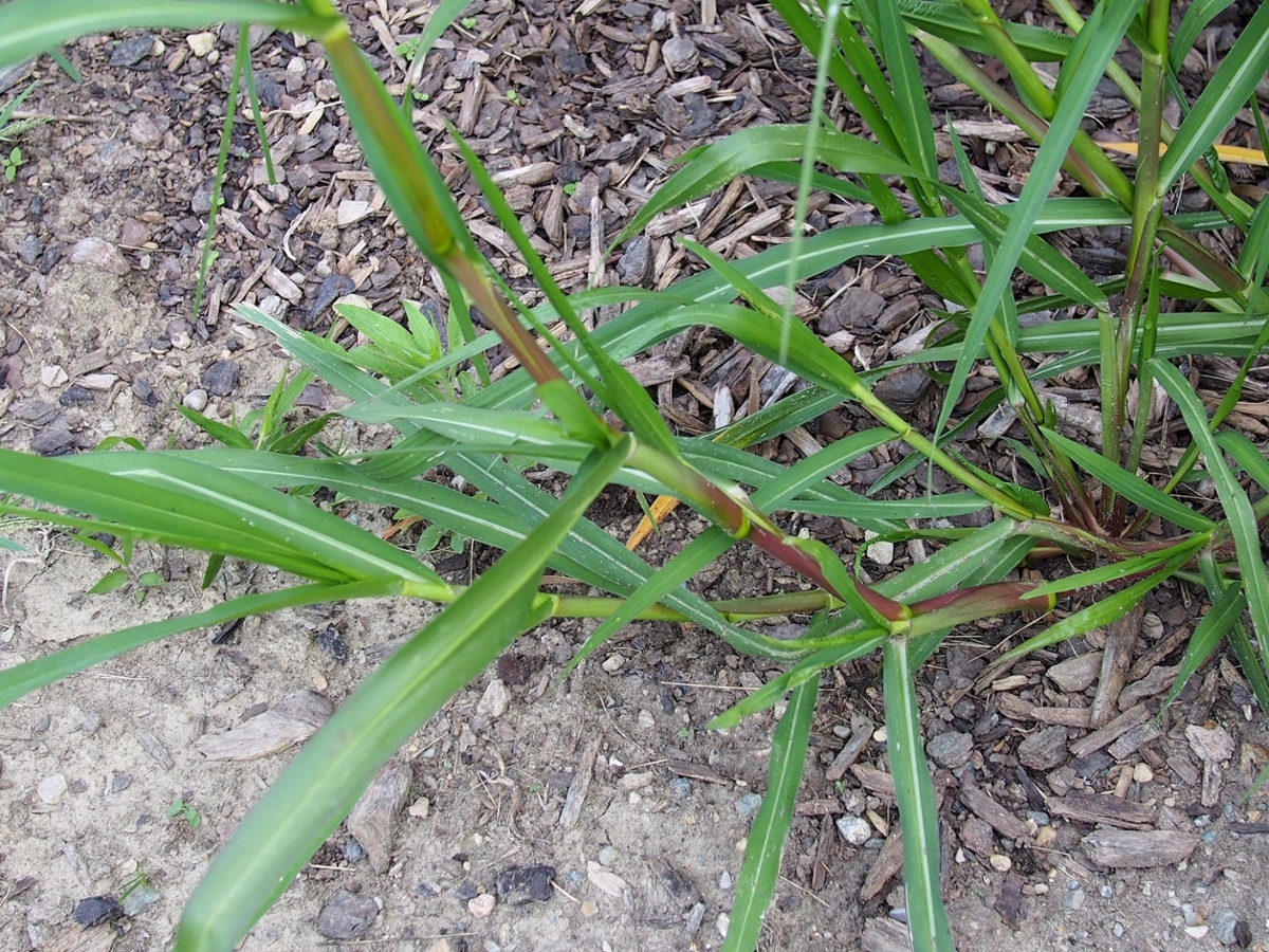 Fall panicum