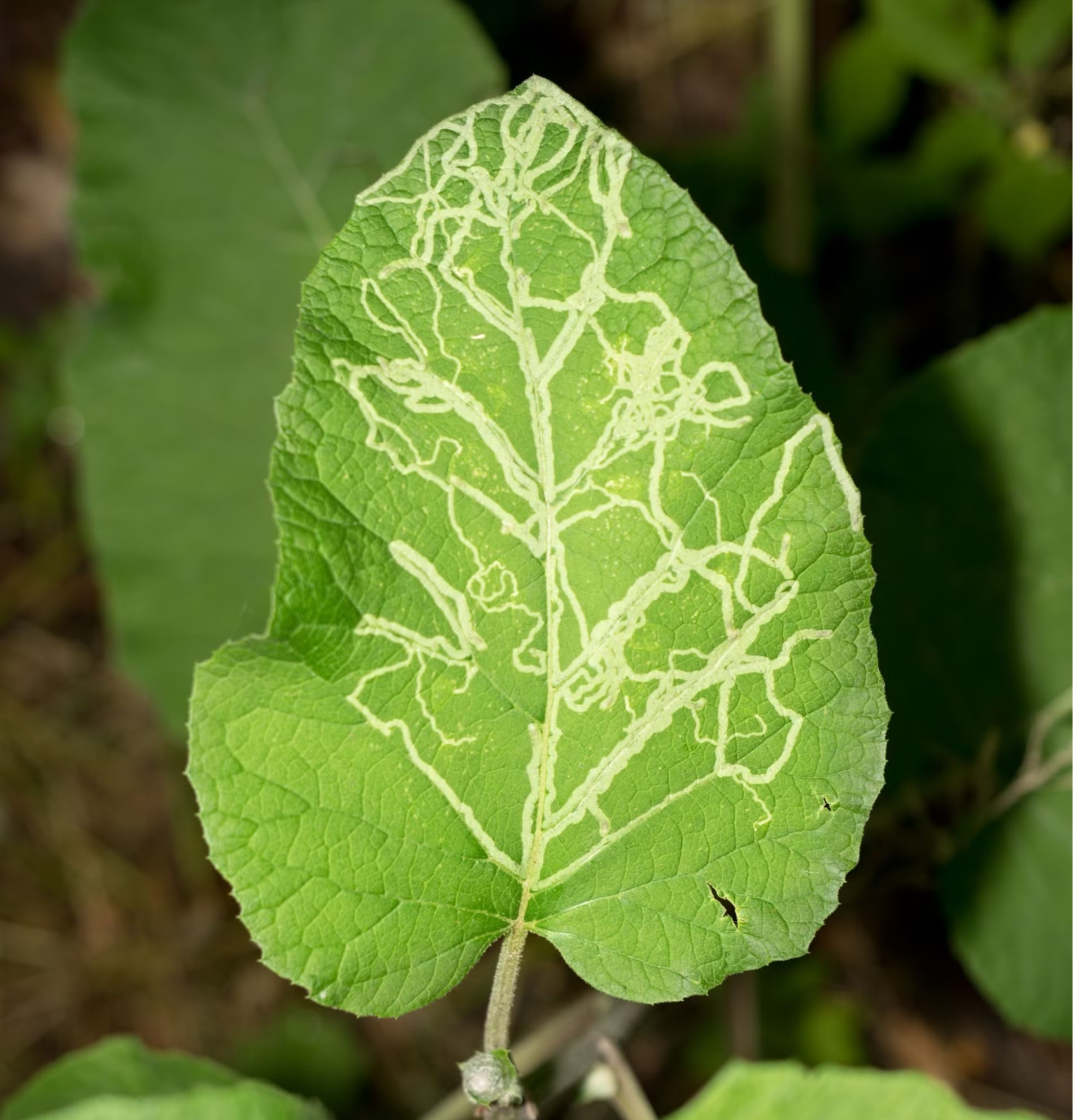 leafminer