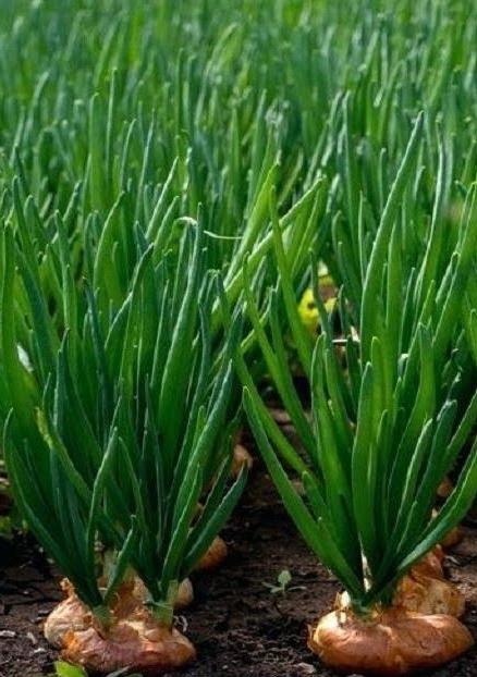 Onion