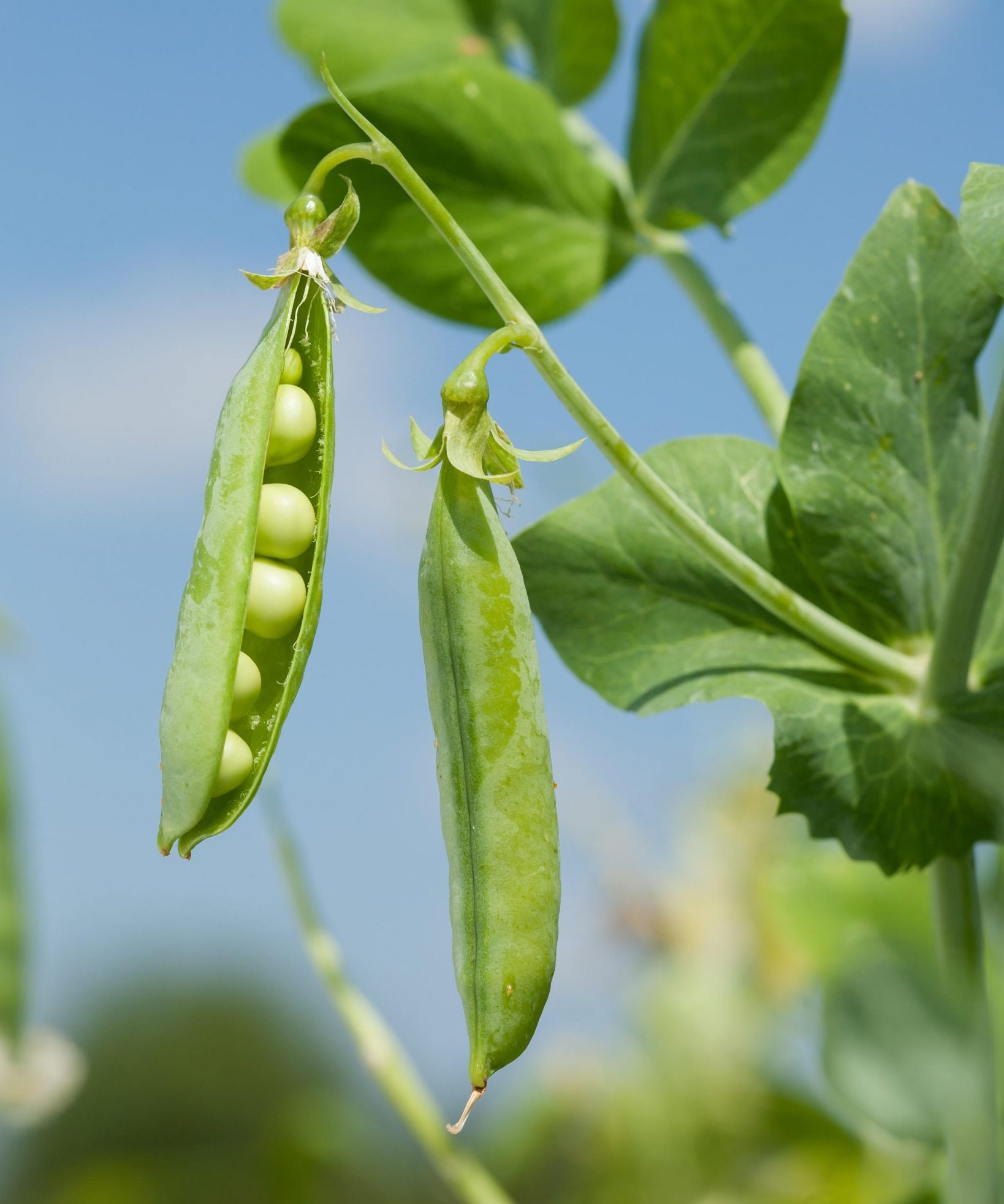 Pea