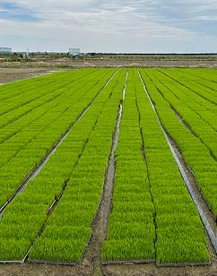 rice seedling