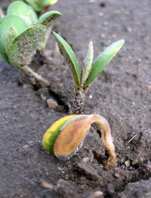 Seedling blight