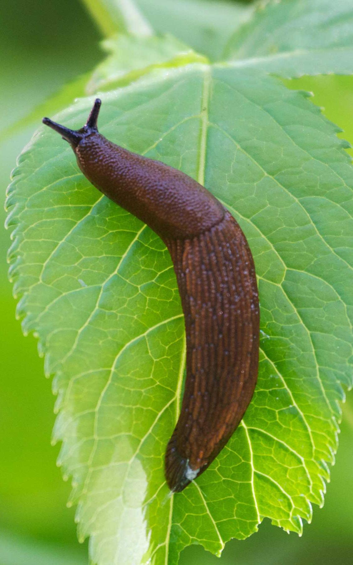 slug