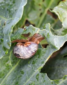 snail