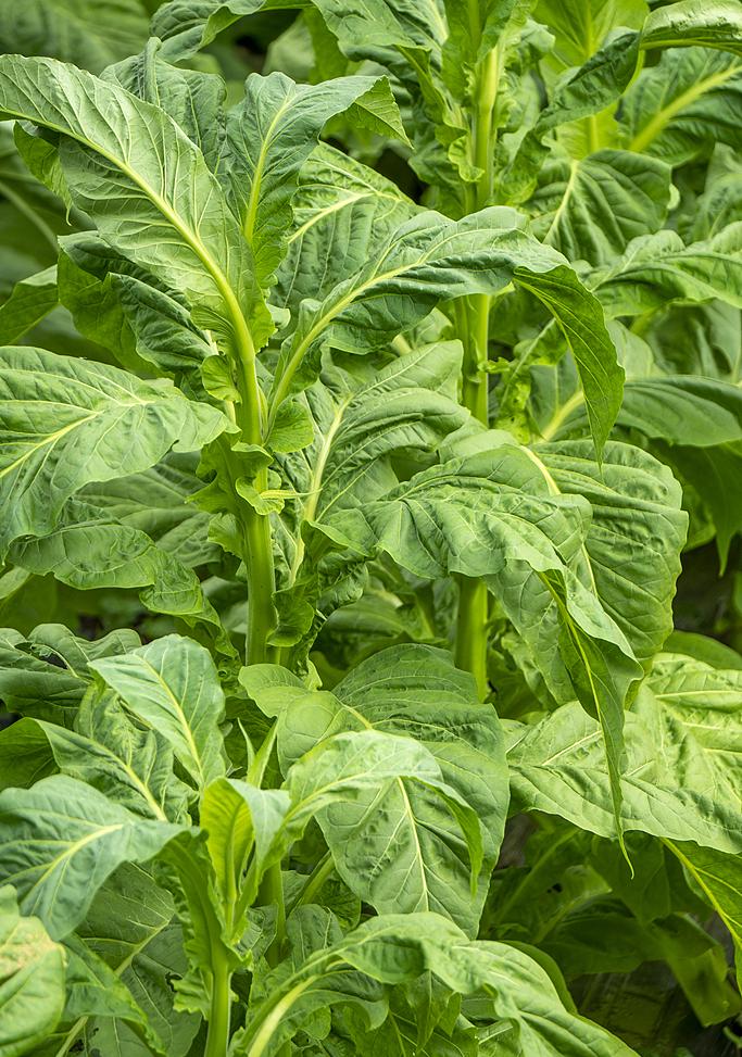 Tobacco