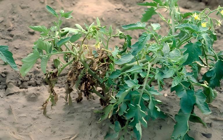 Bacterial canker and wilt