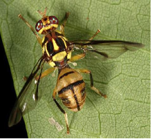 Mouche du melon