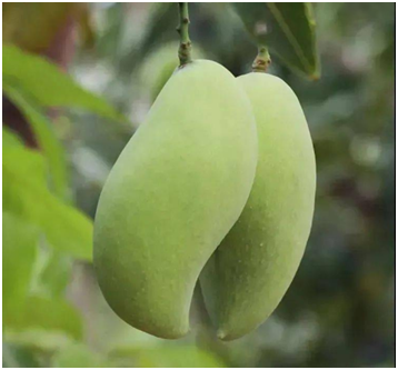 Mangue